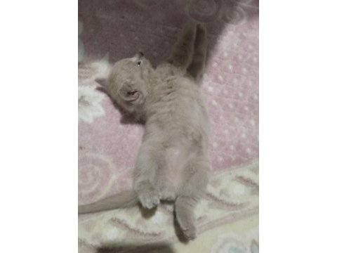British shorthair bebekler - erkek ve dişi