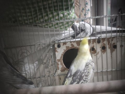 Genç damizlik sultan papağanı çifti