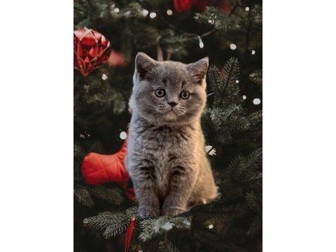 British shorthair yavrularımız