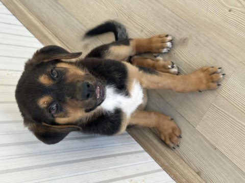 Yavru rottweiler