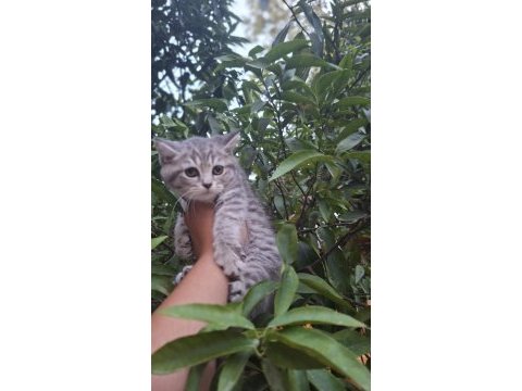 Minik yavru kedimiz yeni yuvasını bekliyor