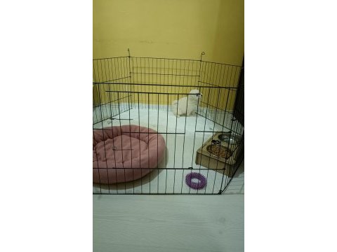 Maltese terrier acil sahiplendirme