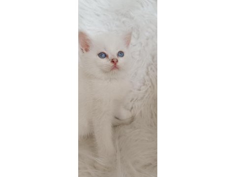 Acil bursa british shorthair ns 12 33 erkek yavru