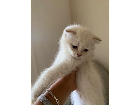 2 aylık scottish fold bebekler