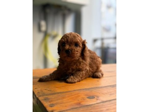 Tüy dökmeyen minicik toy poodle yavrular