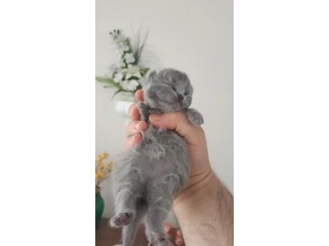 Show kalite şecereli anne altından british