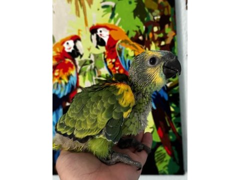 Blue front amazon papağanı bebek