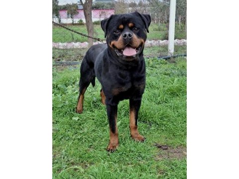 A şecereli üretim izinli korumacı erkek rottweiler
