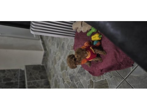 Toy poodle dişi erkek yavrumuz