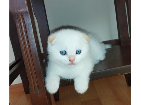Scottish fold
