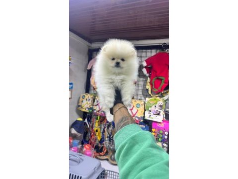 Pomeranian boo bebekleri