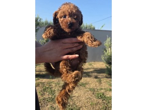 Orjinal toy poodle