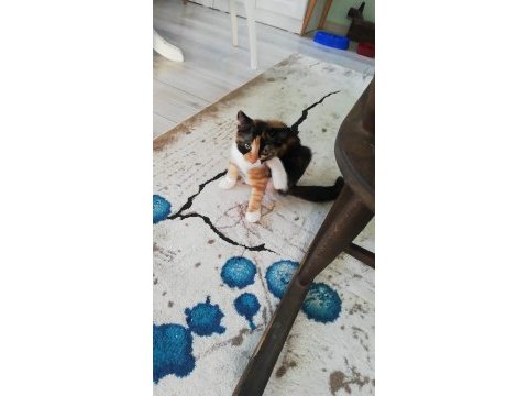 Şans kedimiz