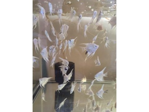 Platinum marble melek balığı
