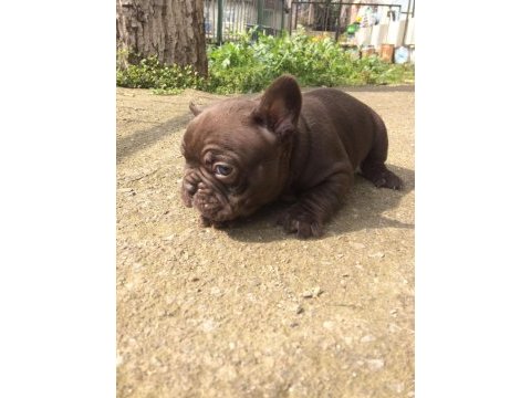 Cift kopya choco kaliteli erken soyu guzel frenchbulldog