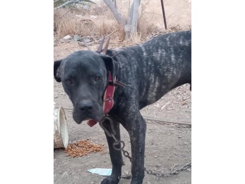 Erkek italyan mastiff (cane corso) 7 aylık safkan