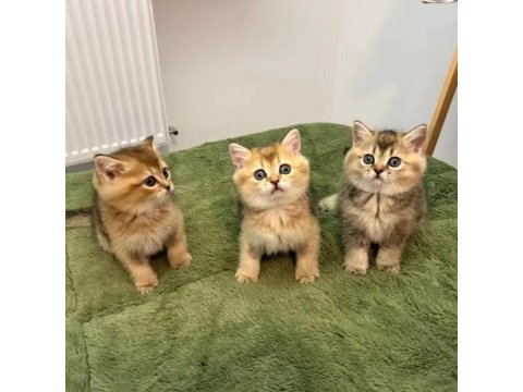 Safkan black golden british shorthair