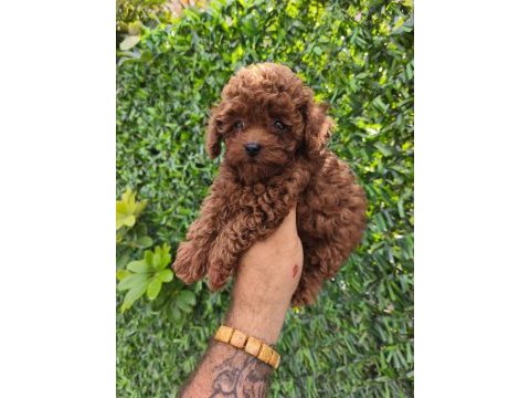 Poodle yavrularımız