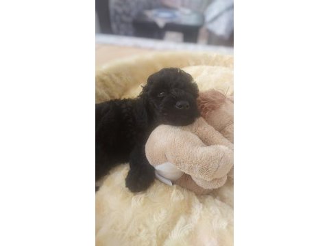 Toy poodle siyah