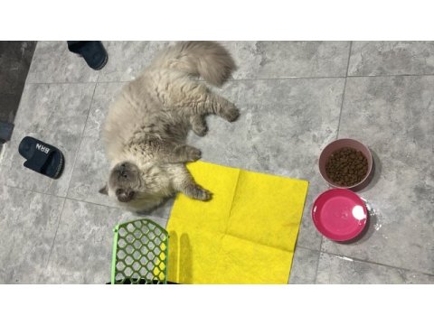 Talı patiler iran kedisi erkektir