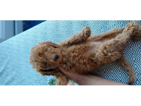 Orjınal a kalıte poodle
