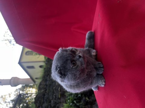 5 aylıktır uysal ev kedisi scottish fold