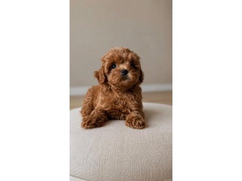 Güzellik abidesi maltipoo bebekler