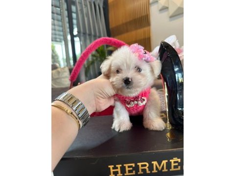 Tatlı mı tatlı korea maltese terrier cep boy