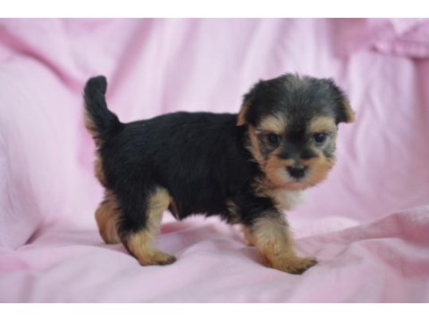 Minik morkie adam