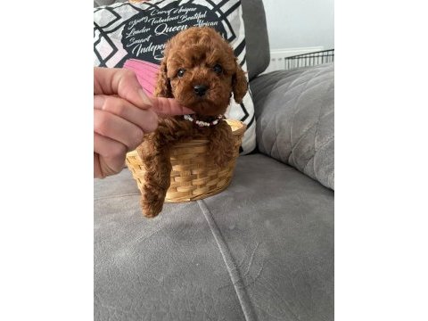 A kalite poodle dişiler