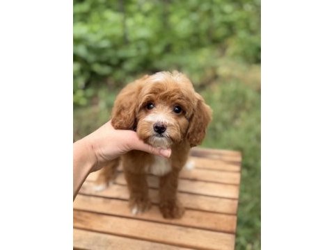 Party colour erkek maltipoo baby face