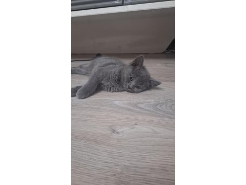 Tatlı mı tatlı british shorthair kedisi