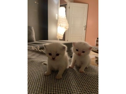 Kaliteli scottish fold yavrular