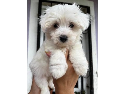 Maltis a kalite terrier dişi tüm illere gönderim