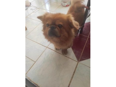 Acil sahiplendirmek istiyorum pekinez köpeğimi