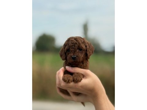 A kalite sağlık garantili poodle yavrularımız