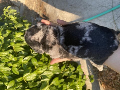 Merle tosuncuk french bulldog kızımız
