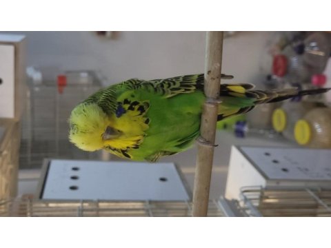 2023 show yeşil ilk tüy vasıflı 3.5 aylık muhabbet kuşu