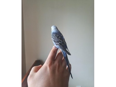 Yakışıklı maviş muhabbet kuşu