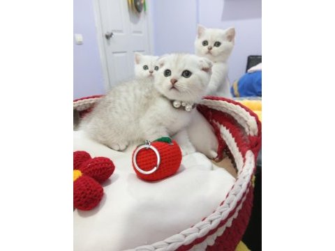 Safkan point shaded ve tabby kediler catteryden
