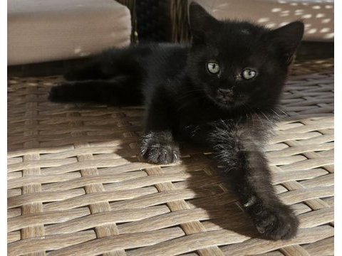 Simsiyah lekesiz yeşil gözlü british shorthair