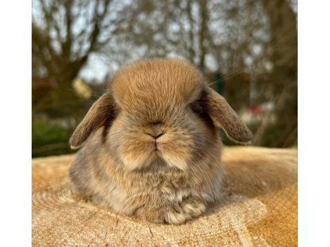 Hollanda lop ve teddy lop yavrular
