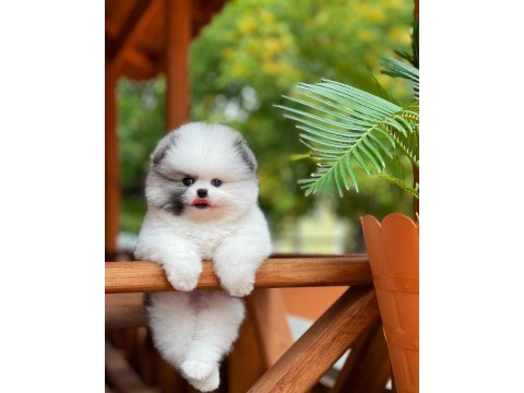 Teddy bear / teacup pomeranian bebekler