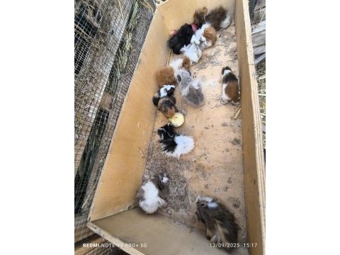 Üreticiyim her zaman ginepig bulunur