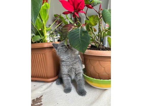 British shorthair küçük prenses