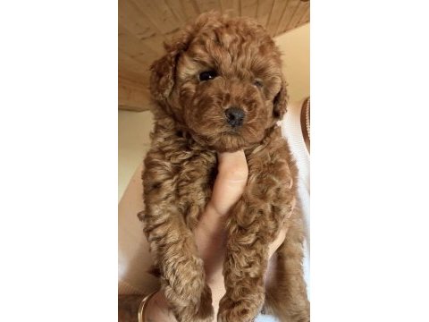 Toy poodle için ulaşın