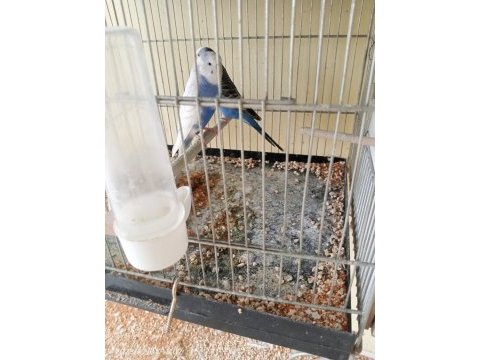 Yavru alınmış garanti muhabbet kuşu takımlar