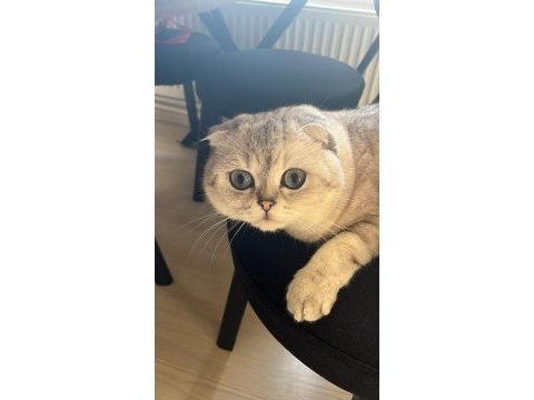 Sevgi dolu yuvasını arıyor erkek cins kedimiz