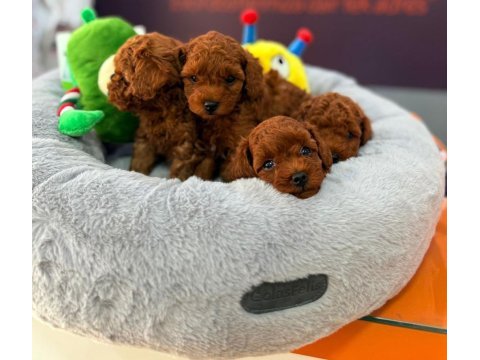 Toy poodle red brown yavrularımız