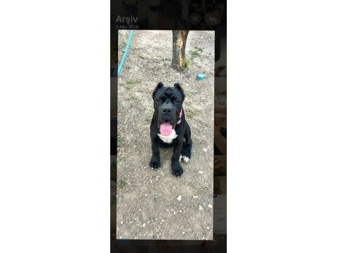 Şecereli anne babadan üst düzey cane corso yavrum